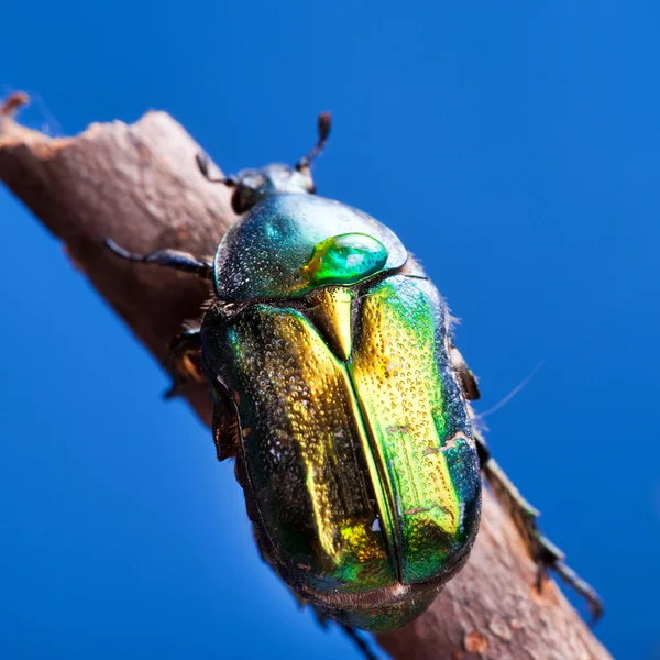 Käfer auf blau — Stockfoto