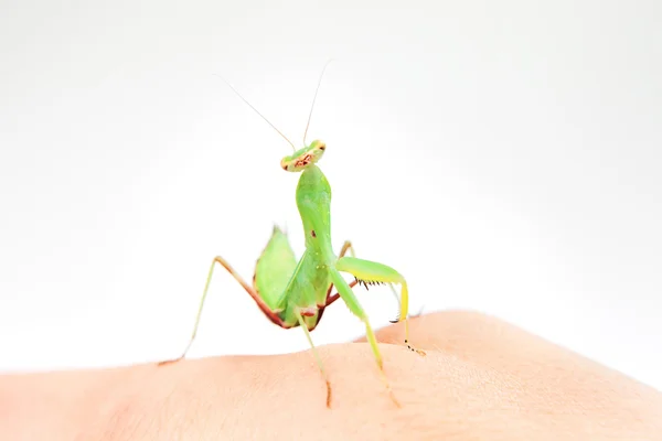 stock image Portrait of the praying mantis.