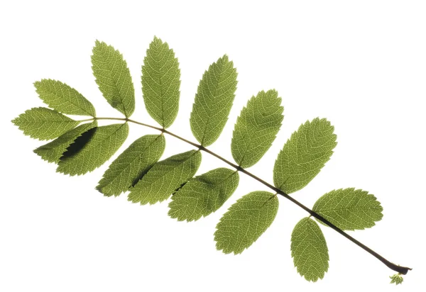 Leaves isolated — Stock Photo, Image
