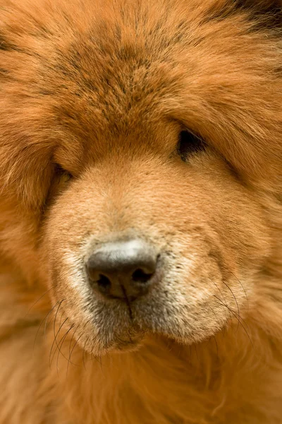 Dog portrait — Stock Photo, Image