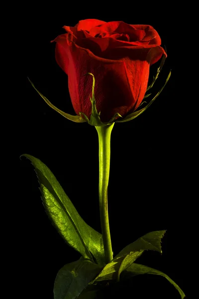 Mawar di atas hitam — Stok Foto