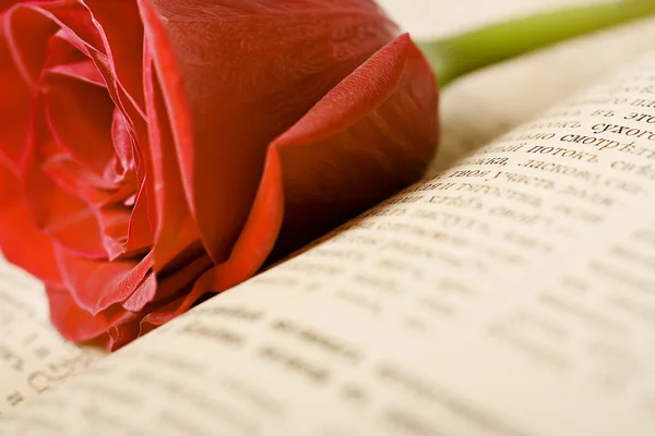 Rose on the book — Stock Photo, Image