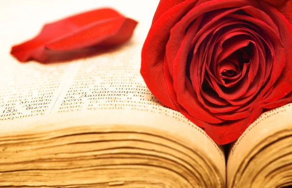 stock image Rose on the book