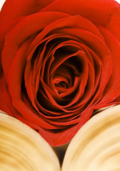 Rose en el libro — Foto de Stock