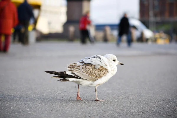 Helsinki vogel — Stockfoto