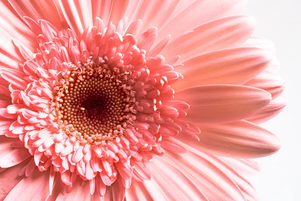 Floare — Fotografie, imagine de stoc