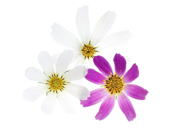 Цветы на белом — стоковое фото