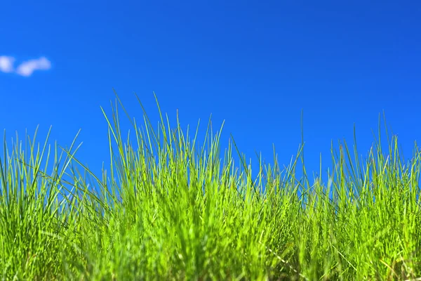 Çimenler ve mavi gökyüzü — Stok fotoğraf