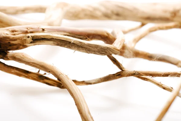 Wooded branch — Stock Photo, Image