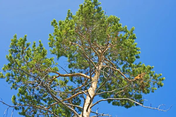 Árvore e céu azul — Fotografia de Stock