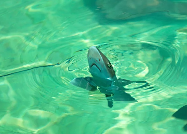 Tiburón cachorro en un acuario —  Fotos de Stock