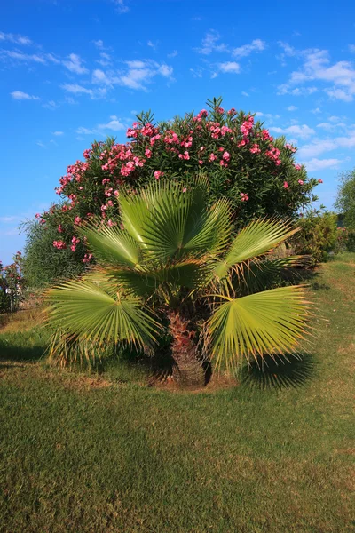 Palm Washingtonia filifera — Stockfoto