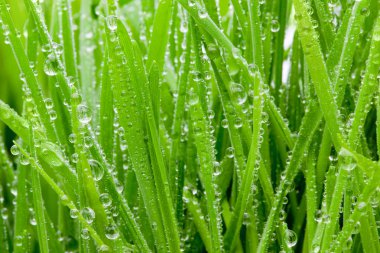 Wet Grass Macro. clipart