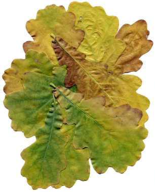 Leaves isolated clipart