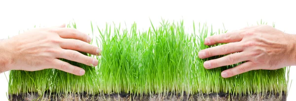Green grass in hands — Stock Photo, Image