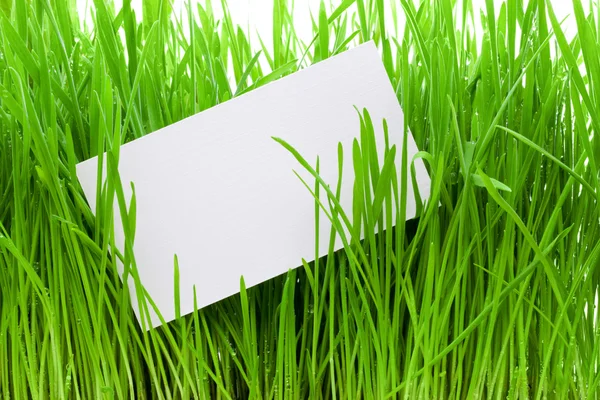 Cut-away to a grass — Stock Photo, Image
