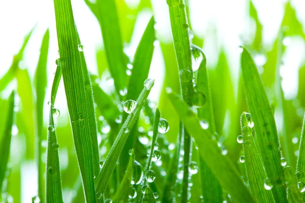 Wet Grass — Stock Photo, Image