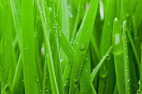 Wet Grass Macro. — Stock Photo, Image