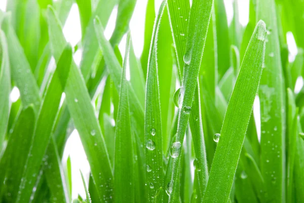 Wet Grass Macro. — Stock Photo, Image