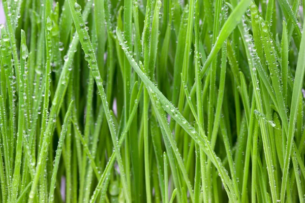 stock image Wet Grass Macro.