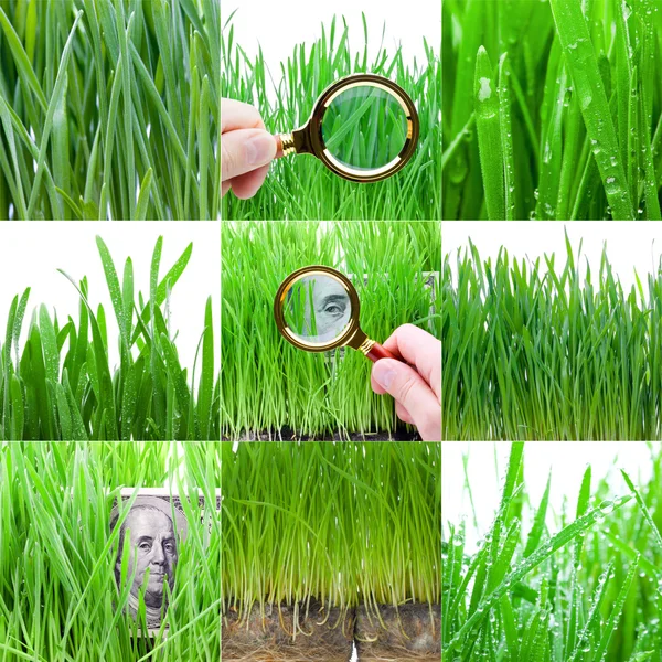緑色のお金に焦点を当てます。緑の草のコレクション. — ストック写真