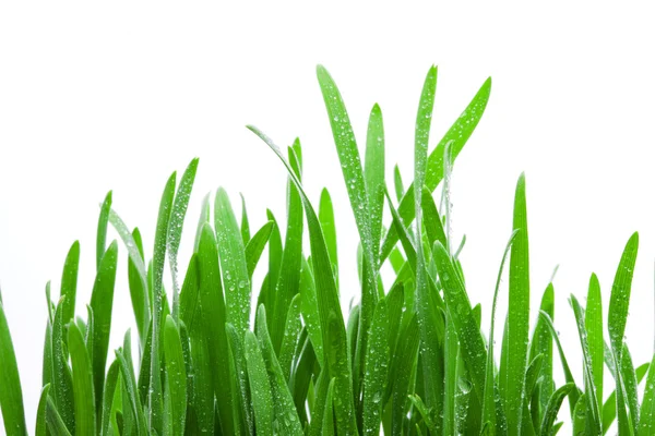 Wet Grass Isolated — Stock Photo, Image
