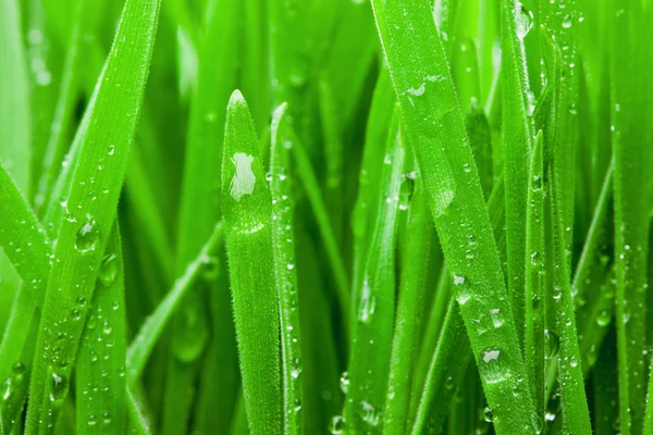 濡れた草のマクロ. — ストック写真
