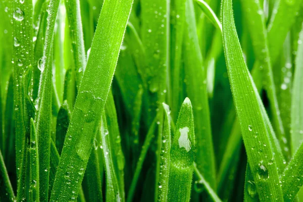 Droplets on grass - shallow focus — Stock Photo, Image