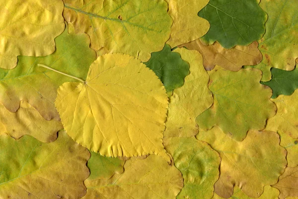 stock image Autumn leaves