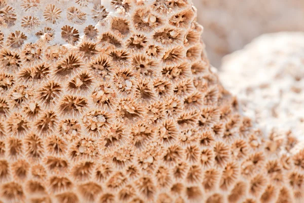 stock image Coastal limestone aged