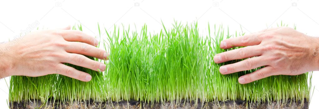 Green grass in hands