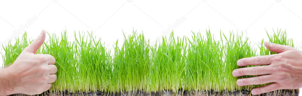 Green grass in hands