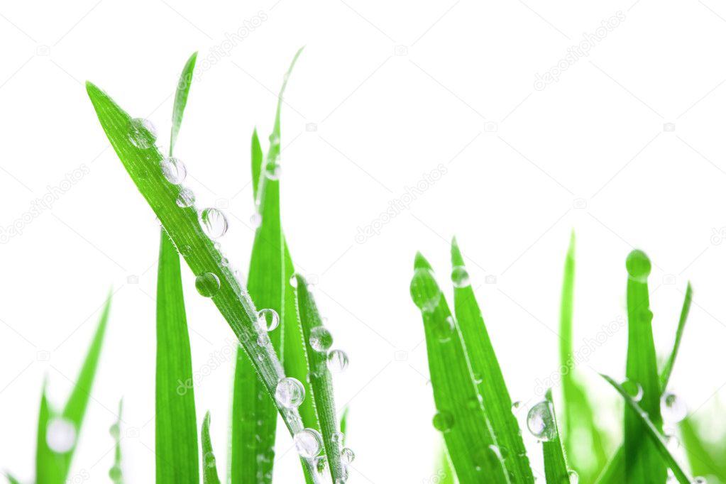 Wet Grass Isolated