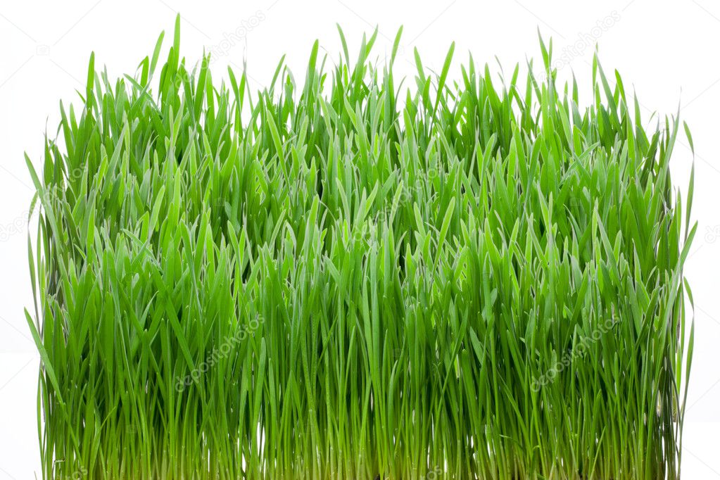 Green grass isolated