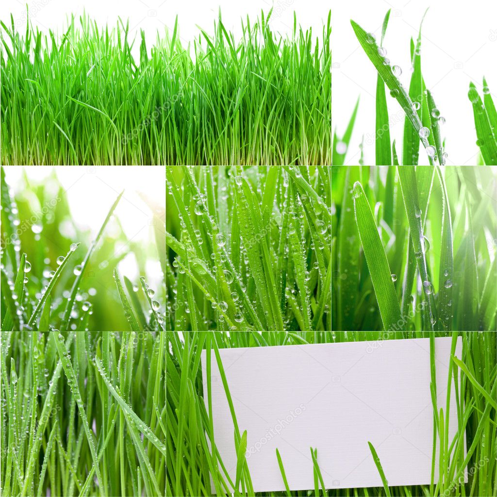 Green grass collection.