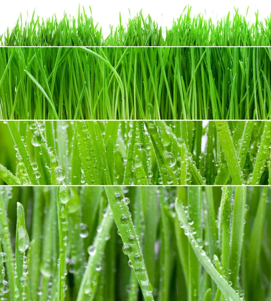Types of green grass. — Stock Photo, Image