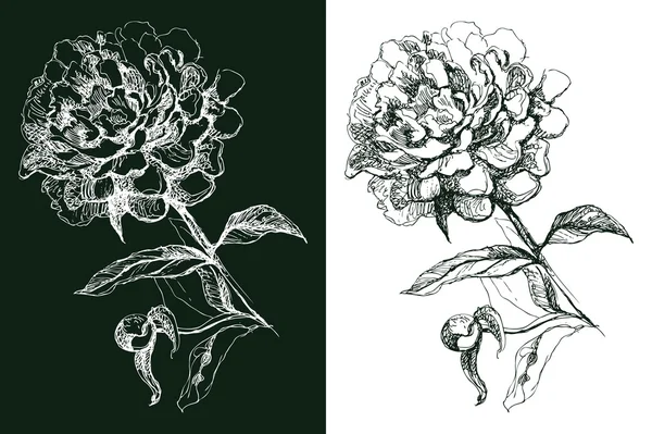 Fiore di peonia — Vettoriale Stock