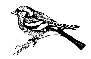 Chaffinch bird, hand-drawn illustration clipart