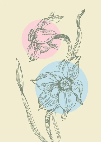 Floral achtergrond met narcissus — Stockvector