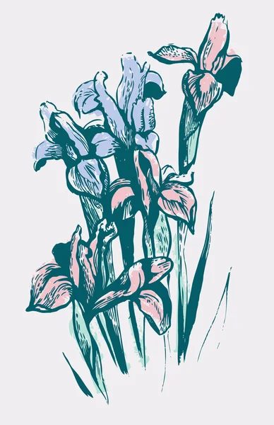 Flores da íris — Vetor de Stock