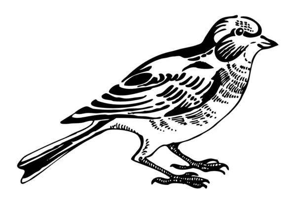 Kneu vogel, schets, tekening — Stockvector
