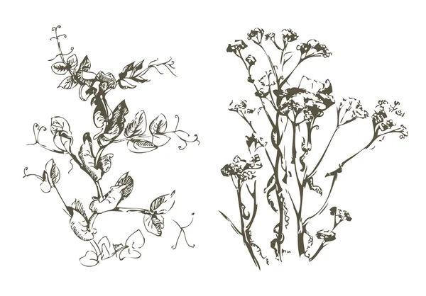 植物，手工制作涂鸦素描 — Stock vektor