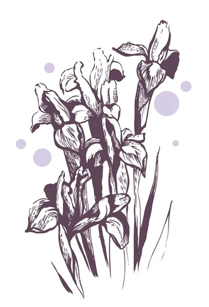 アイリスの花。手描きイラスト — ストックベクタ
