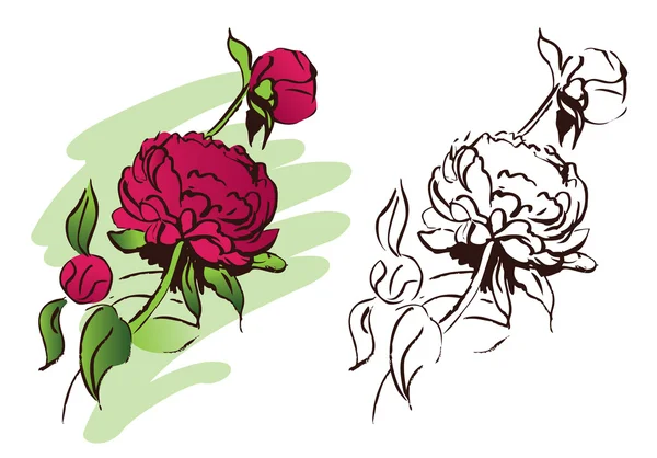 Peonia fiore, illustrazione disegnata a mano — Vettoriale Stock