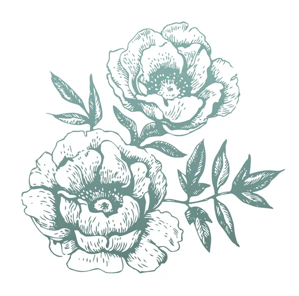 Квіти. Мальованої ілюстрацій — стоковий вектор