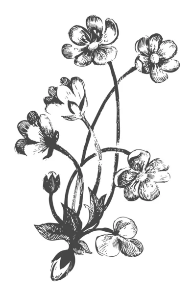 Bloemen.Handgetekende illustraties — Stockvector