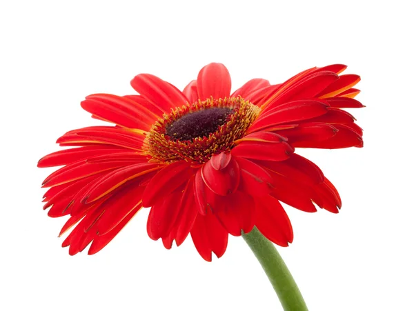 Röd gerbera blomma — Stockfoto