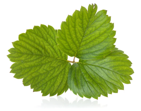 Зеленый клубничный лист — стоковое фото