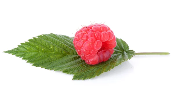 stock image Fresh raspberry on green leaf