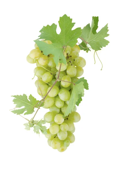 Fehér szőlő levelek — Stock Fotó